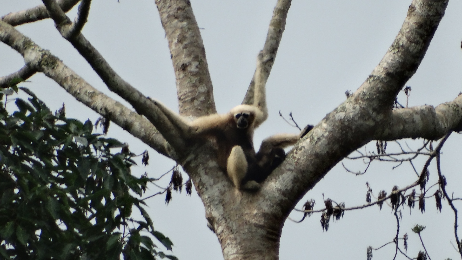 gibbons in tree near Indawgyi Lake, Myanmar