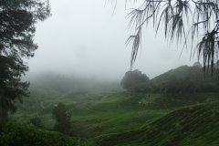 Tea plantation, Cameron Highlands, Malaysia