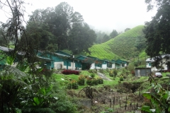 Tea plantation, Cameron Highlands, Malaysia