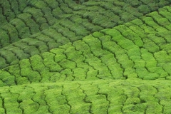 Tea plantation, Cameron Highlands, Malaysia