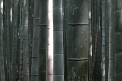 Bamboo forest, Kyoto, Japan