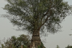 Tree growing out of stupa near Hsipaw, Myanmar