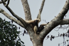 Gibbons near Indawgyi Lake, Myanmar