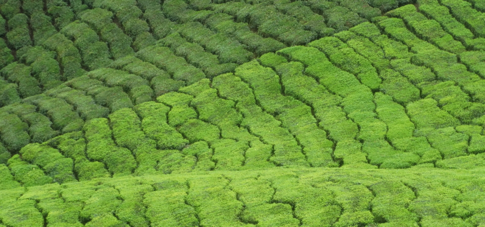 tea plantation cameron highlands