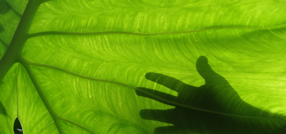 large leaf in taman negara