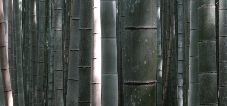 bamboo forest