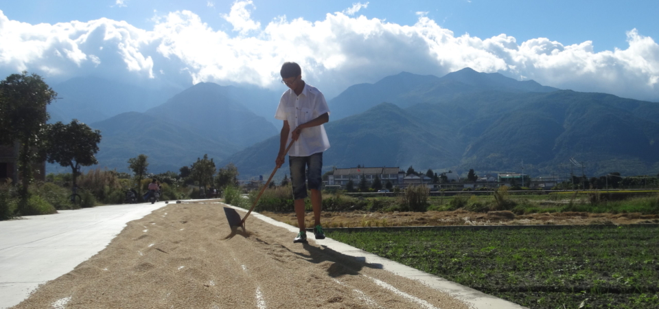 raking coffee beans